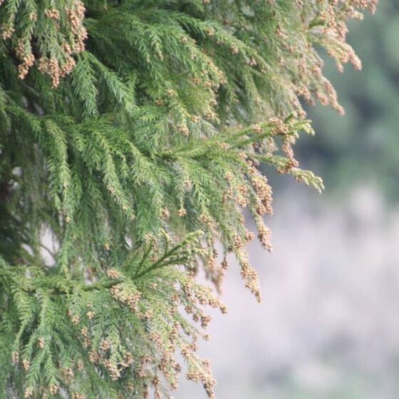 花粉症に効果 ジャムーティーが凄い Day S 少しだけ 愉しい生活 By Kenta Intheknow Guest List Web Magazine