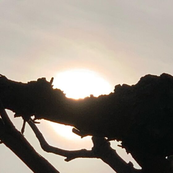 花粉症に効果 ジャムーティーが凄い Day S 少しだけ 愉しい生活 By Kenta Intheknow Guest List Web Magazine